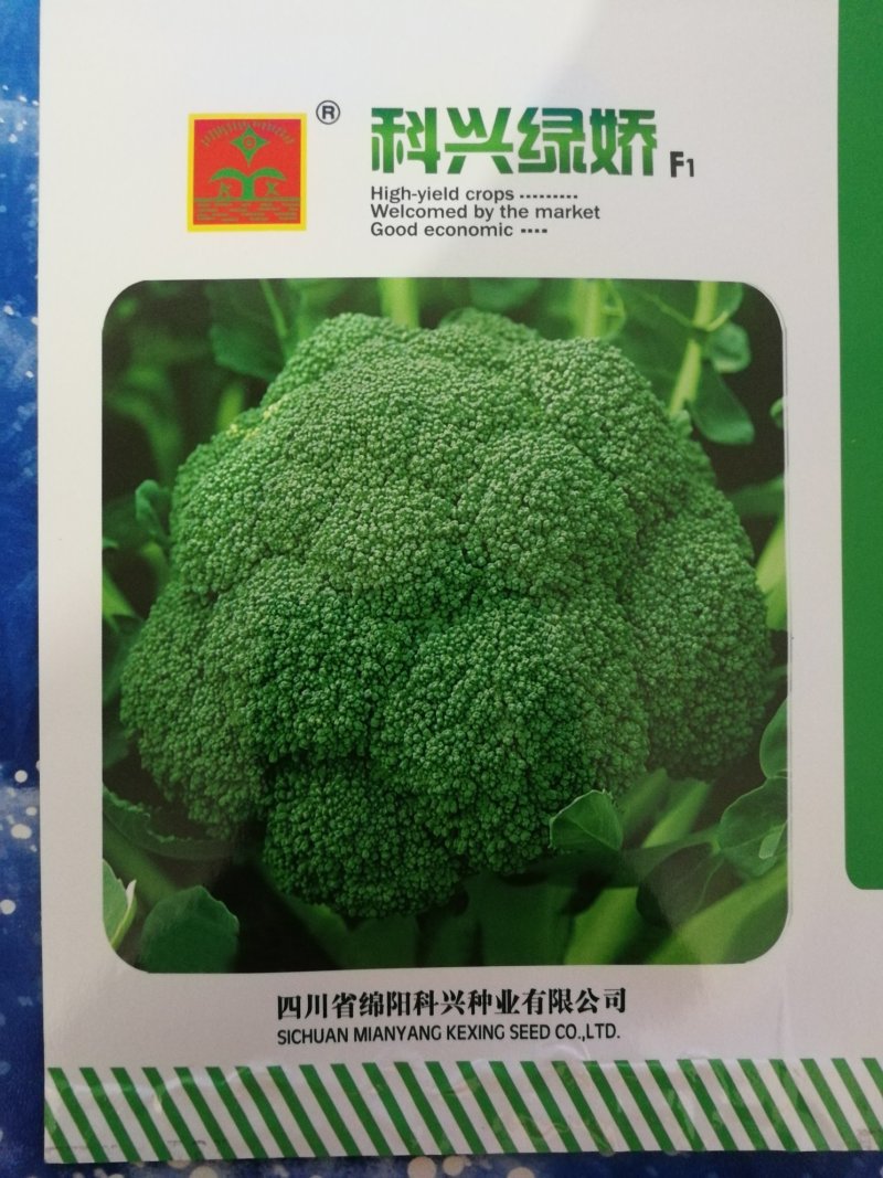 早熟西兰花种子西兰花种子青花菜种子（科兴绿娇）
