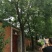国槐槐树槐树苗可视频看货基地直销挖装车一条龙服务