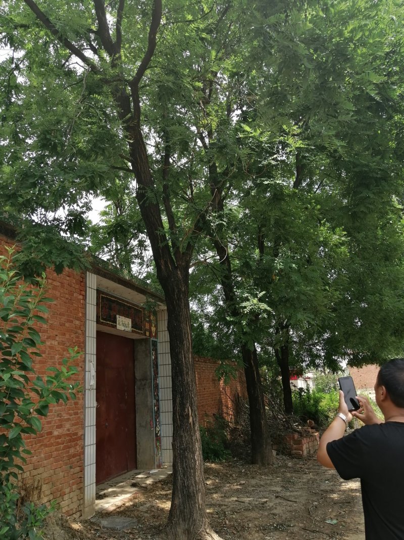 国槐槐树槐树苗可视频看货基地直销挖装车一条龙服务