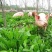 进口大叶菊苣种子多年生四季牧草种子营养丰富喂养鸡鸭鹅猪
