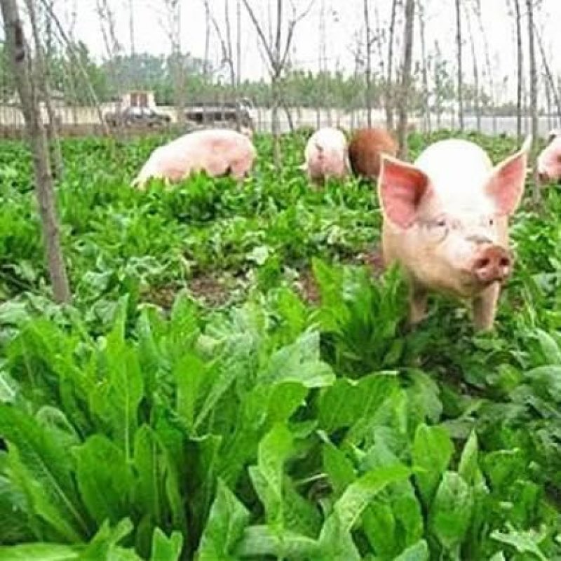 进口大叶菊苣种子多年生四季牧草种子营养丰富喂养鸡鸭鹅猪