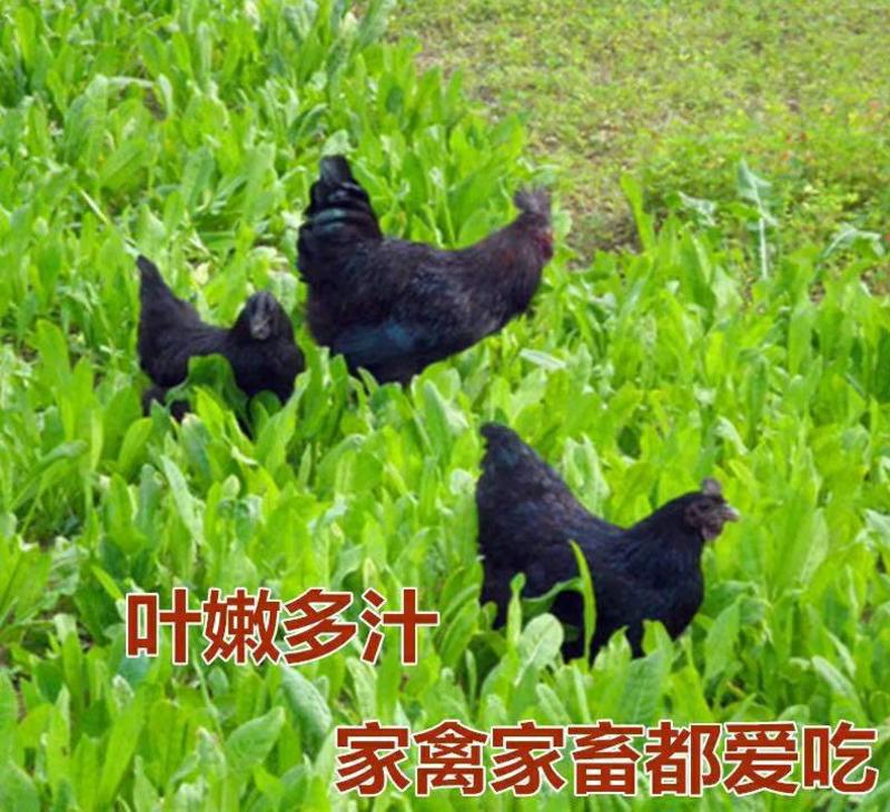 进口大叶菊苣种子多年生四季牧草种子营养丰富喂养鸡鸭鹅猪