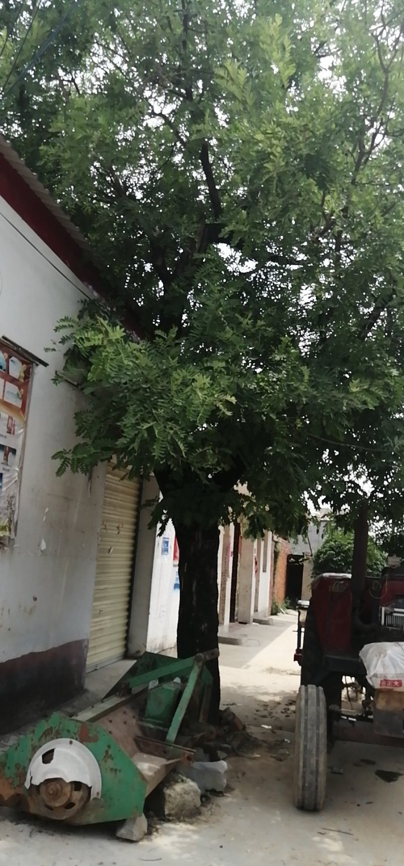 国槐槐树槐树苗可视频看货基地直销挖装车一条龙服务