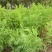 沙打旺种子多年生牧草种子绿肥草种护坡草耐寒耐旱耐盐碱