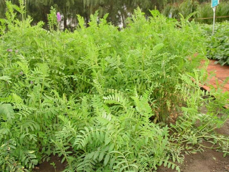 沙打旺种子多年生牧草种子绿肥草种护坡草耐寒耐旱耐盐碱