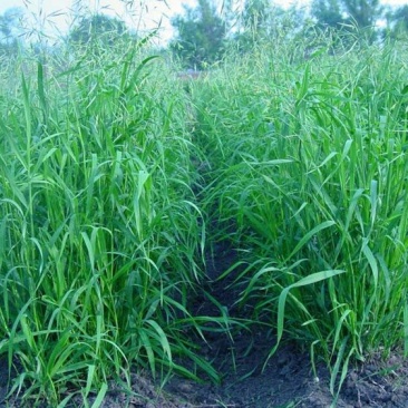无芒雀麦种子多年生牧草种子护坡绿化耐牧好耐寒性好适应强
