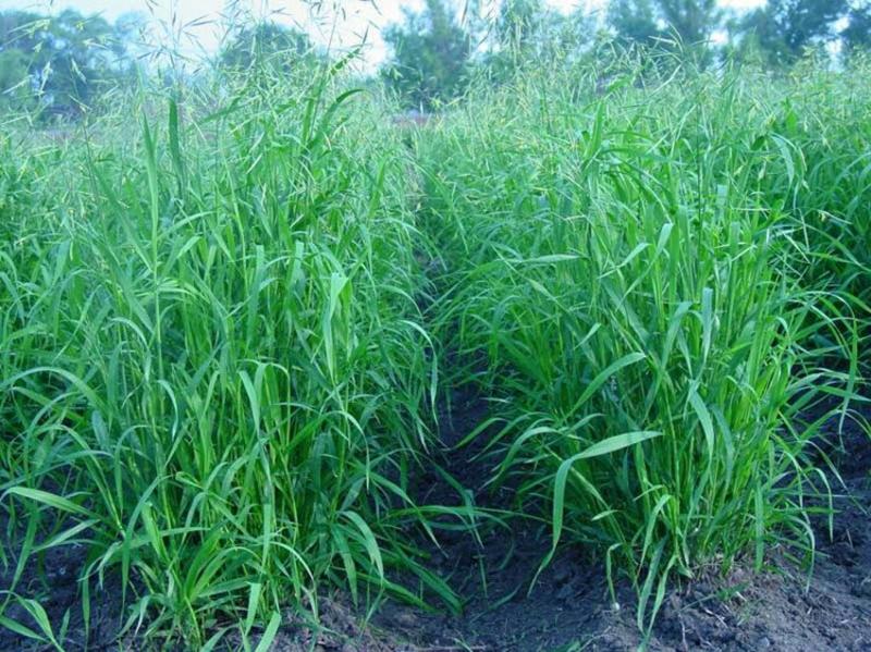 无芒雀麦种子多年生牧草种子护坡绿化耐牧好耐寒性好适应强