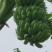 西贡蕉