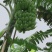 西贡蕉