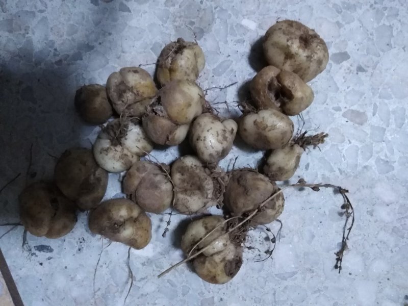 贝母供应
