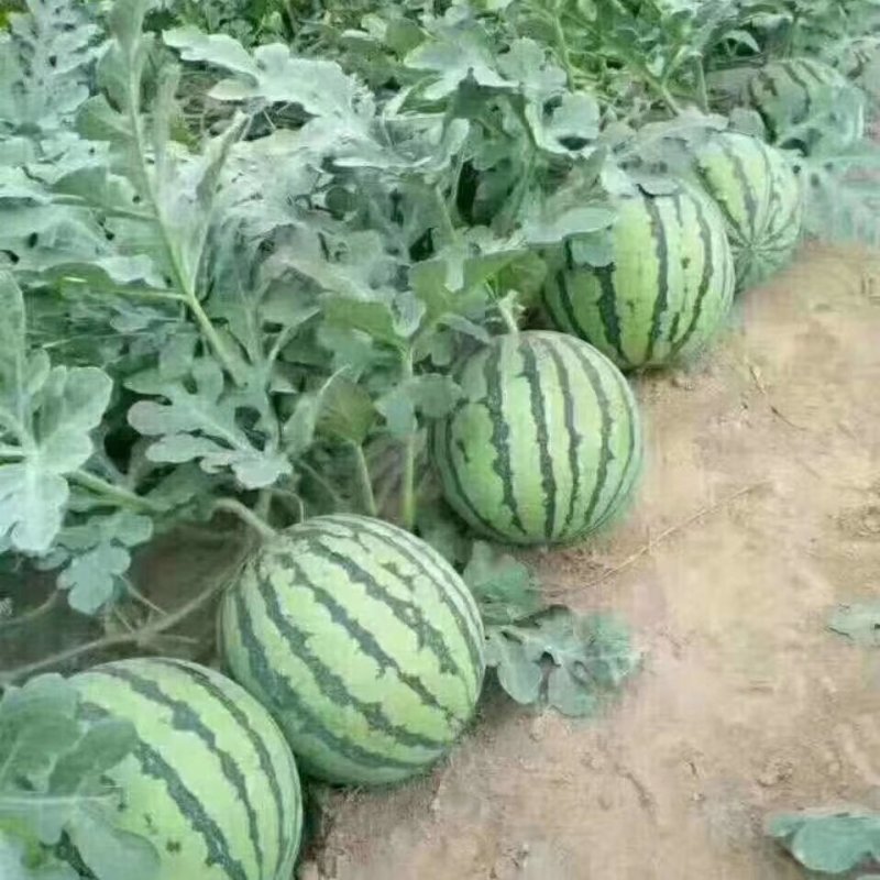 8424