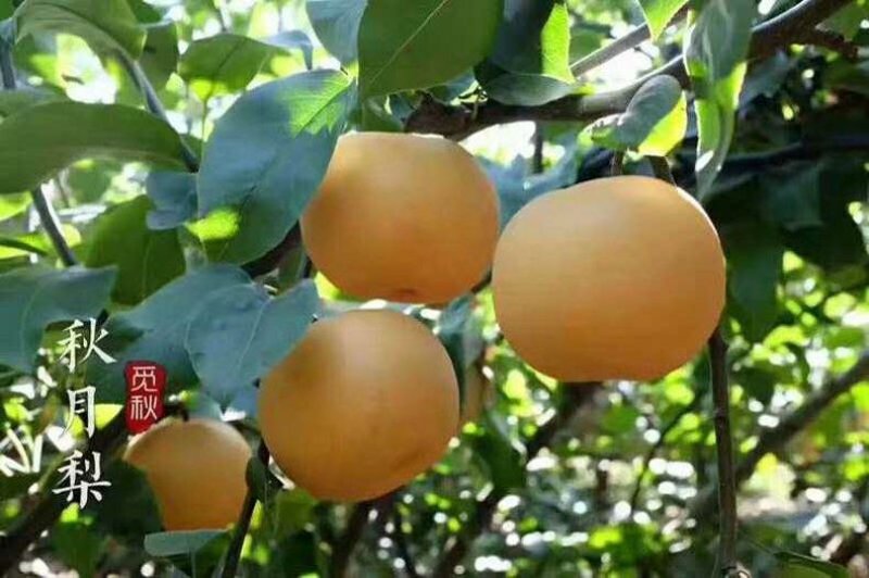 【牛商推荐】秋月梨味道纯正（河南沙土地种植万亩梨园直供）