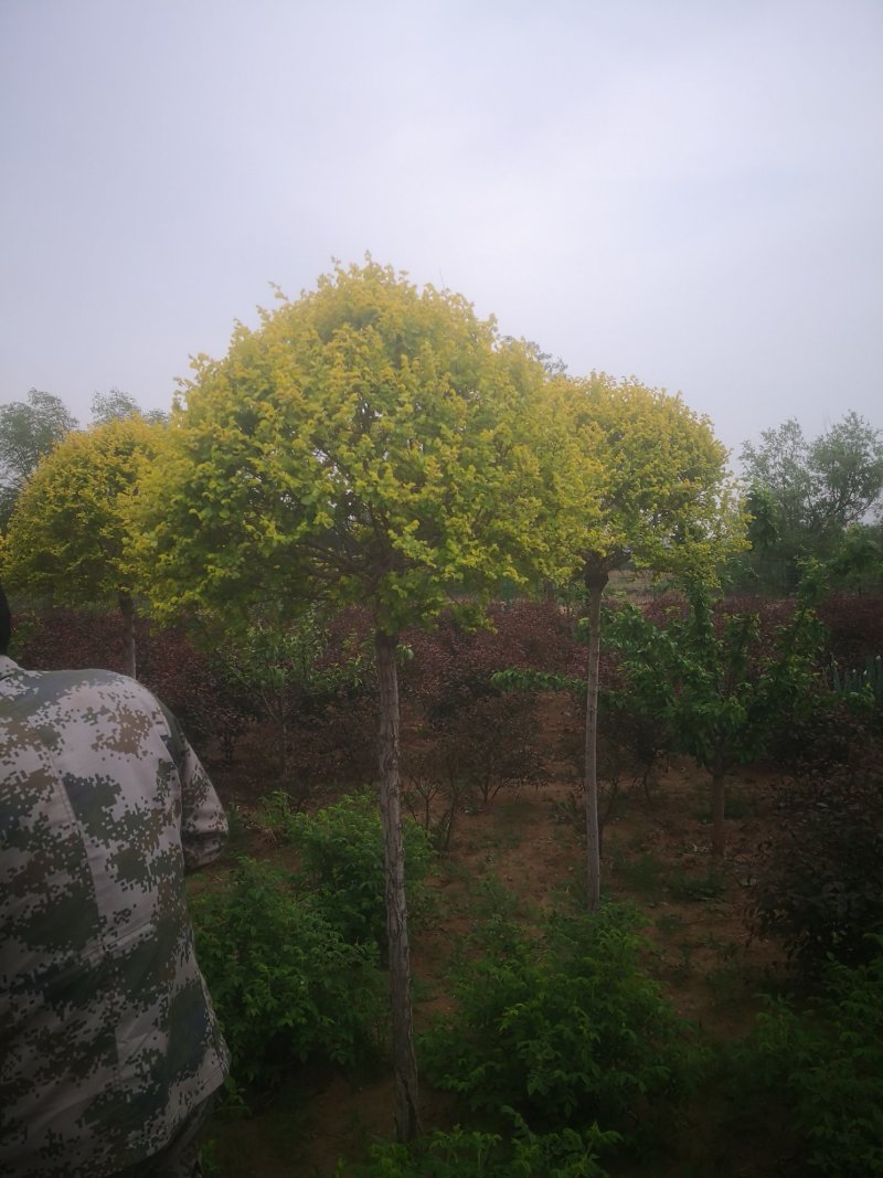 榆叶梅球