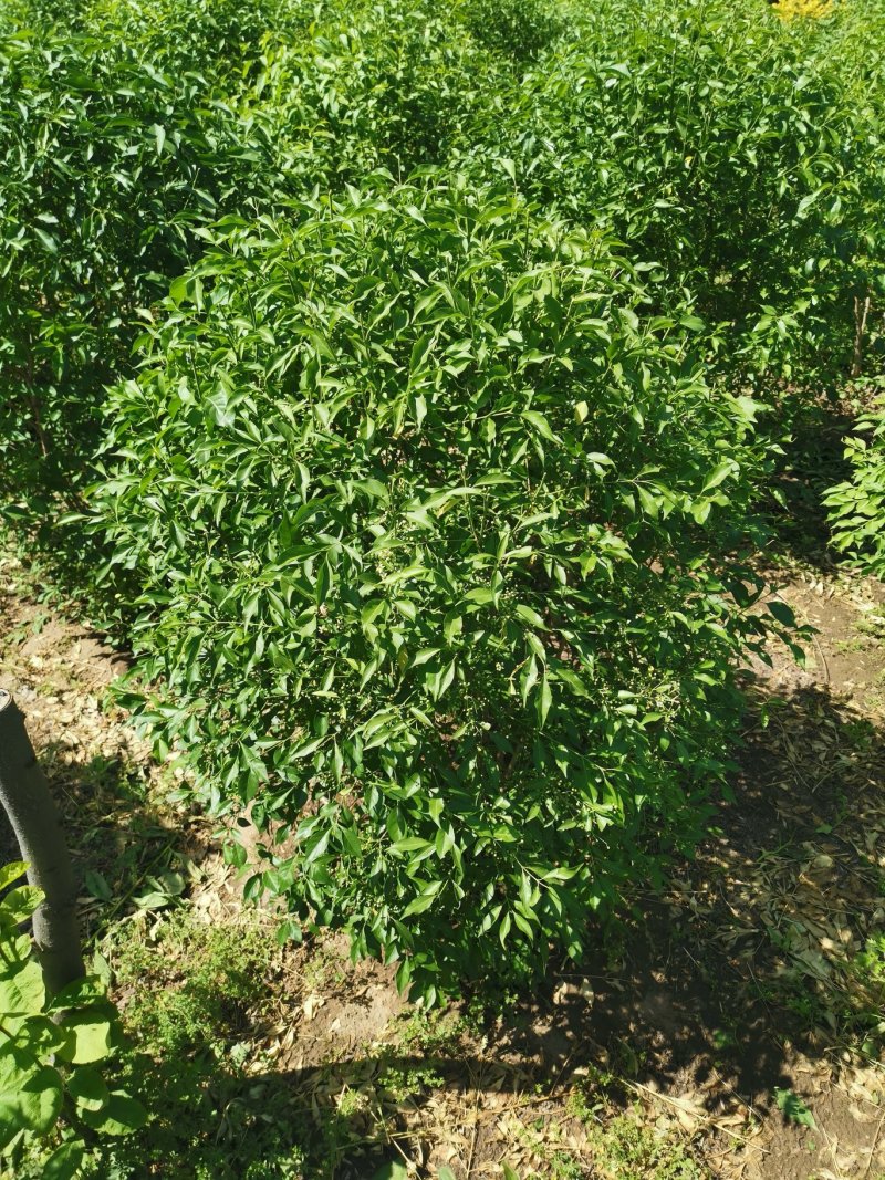 榆叶梅球