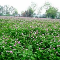 紫云英种子红花草籽牧草种子养蜂蜜源固氮果园绿肥种子