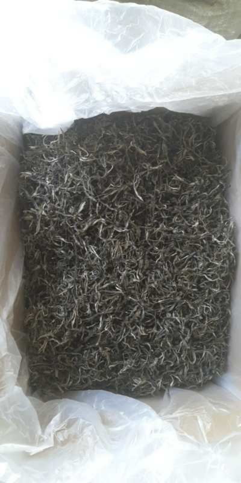 普洱古树茶