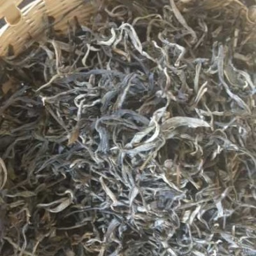 普洱茶乔木春茶