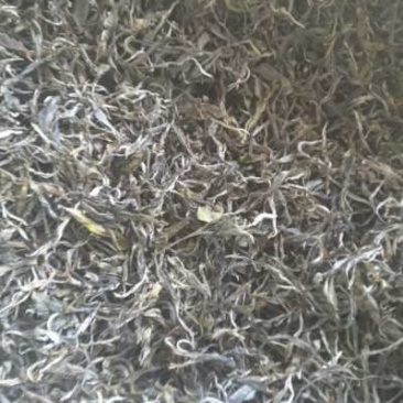 班章普洱生态茶春茶