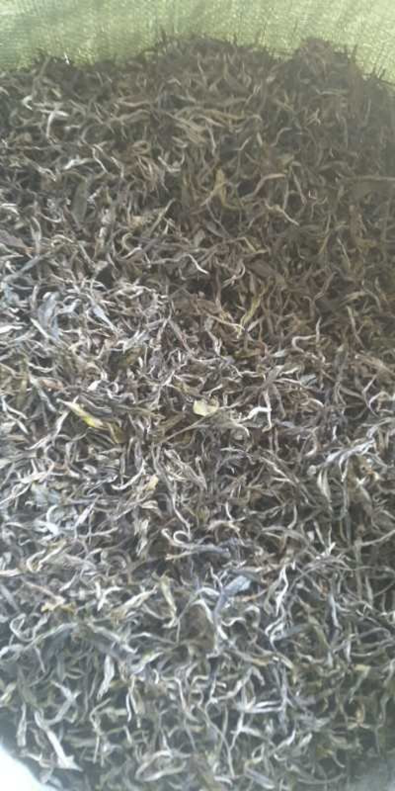 班章普洱生态茶春茶