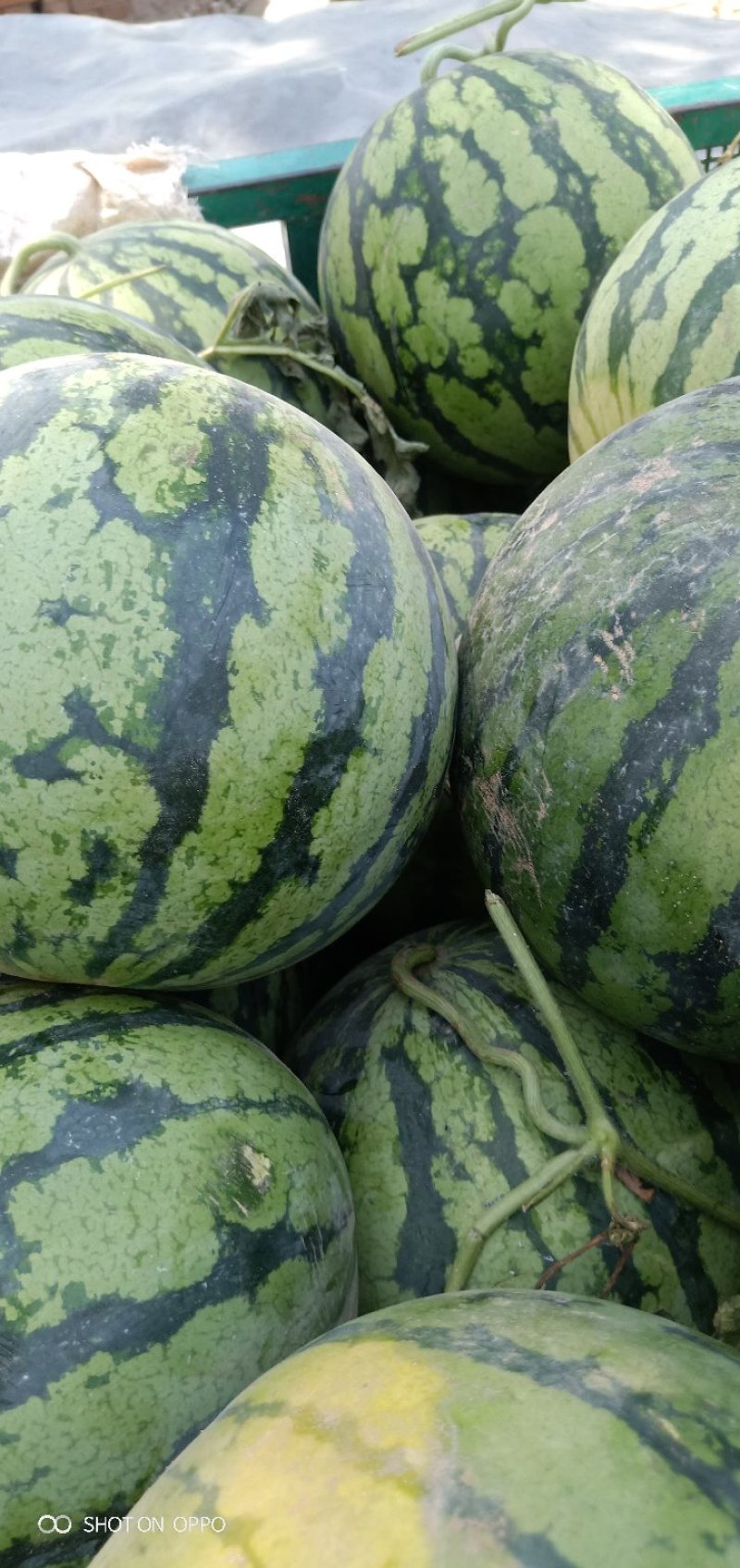 大量供应京欣西瓜，西瓜品质好开封发货量大从优