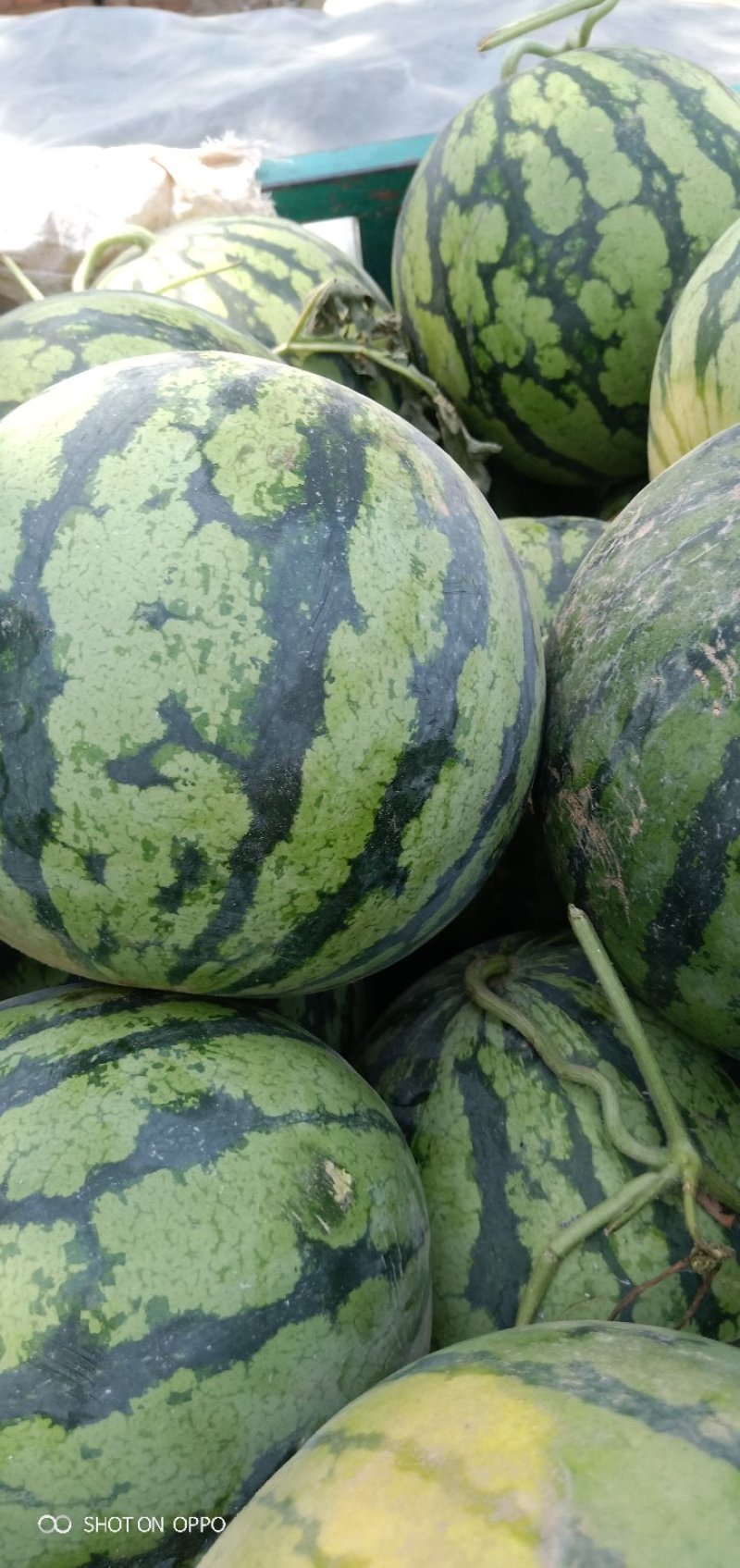 大量供应京欣西瓜，西瓜品质好开封发货量大从优