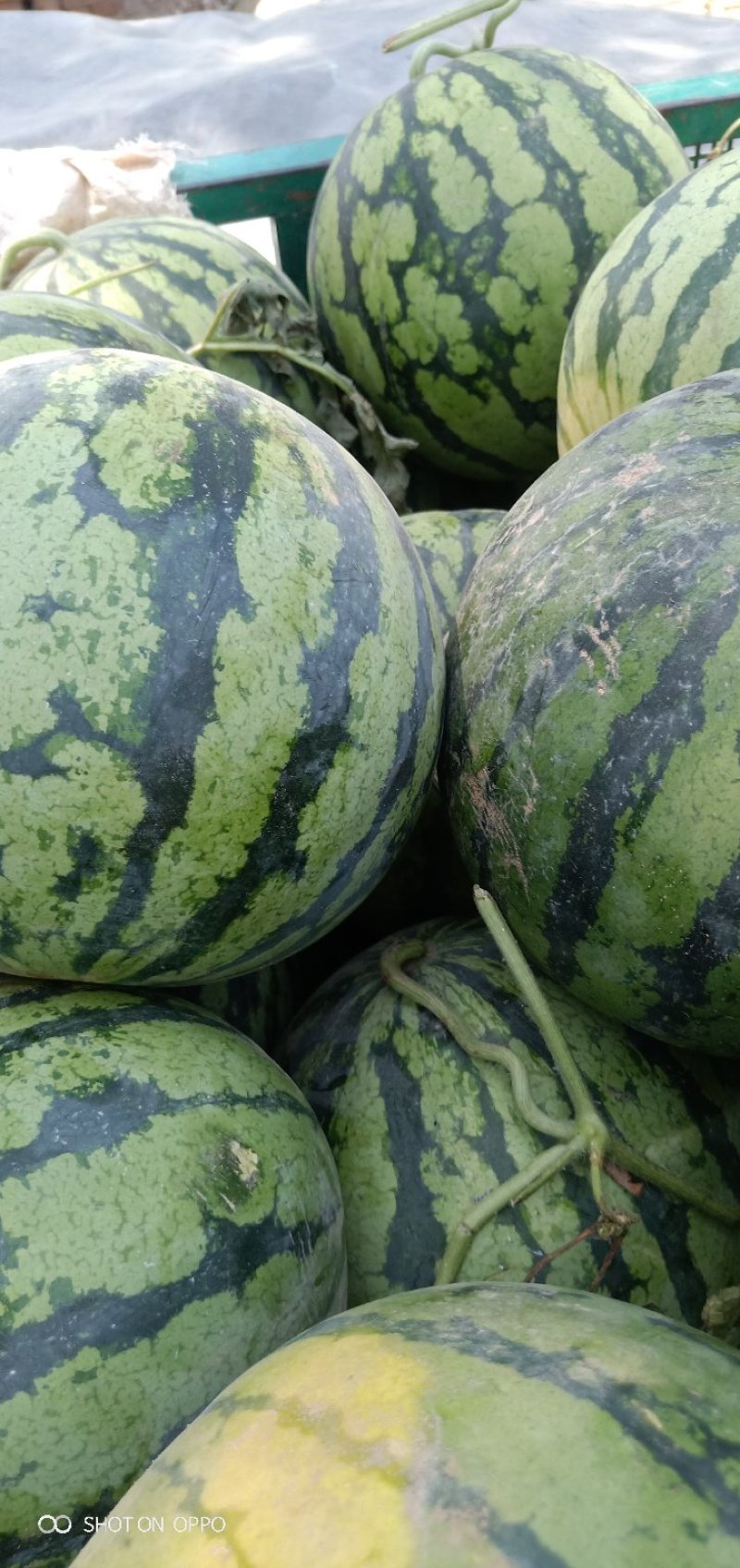 大量供应京欣西瓜，西瓜品质好开封发货量大从优