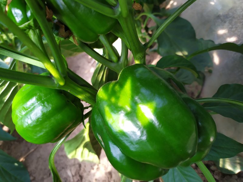 冷棚圆椒，二茬货开始