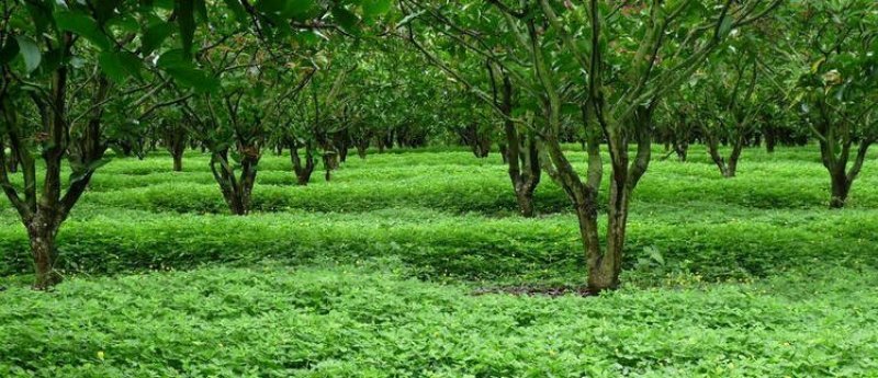 白三叶草种子净籽四季青草坪种籽牧草绿化草种果园绿肥种子