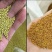 白三叶草种子净籽四季青草坪种籽牧草绿化草种果园绿肥种子