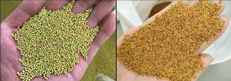 白三叶草种子净籽四季青草坪种籽牧草绿化草种果园绿肥种子