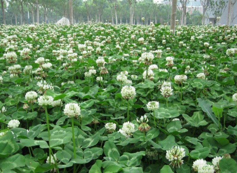 白三叶草种子净籽四季青草坪种籽牧草绿化草种果园绿肥种子