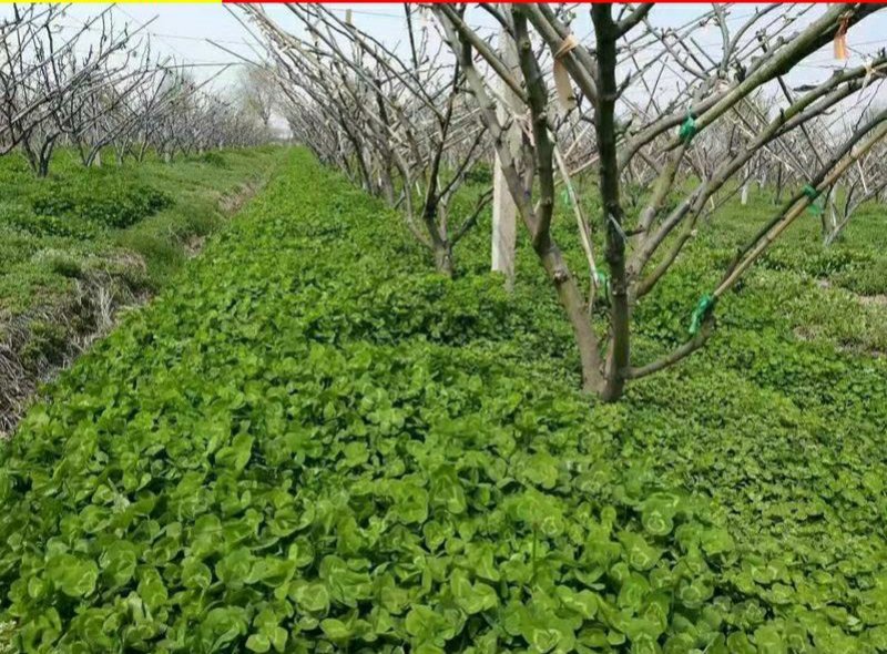 白三叶草种子净籽四季青草坪种籽牧草绿化草种果园绿肥种子