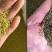 红三叶草种子净籽四季青草坪种子牧草种子绿化果园绿肥种籽