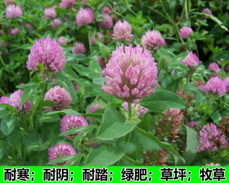 红三叶草种子净籽四季青草坪种子牧草种子绿化果园绿肥种籽