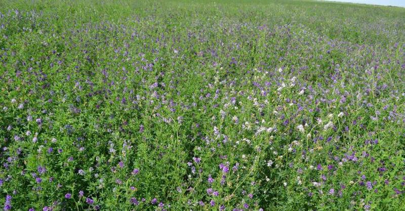 进口紫花苜蓿种子多年生牧草种子营养丰富适口性好南北方种