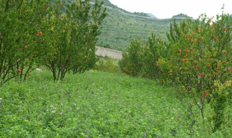 进口紫花苜蓿种子多年生牧草种子营养丰富适口性好南北方种
