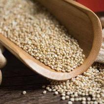 优质藜麦一级22年新白黎麦已色选脱皮颗粒饱满色泽均匀粗粮