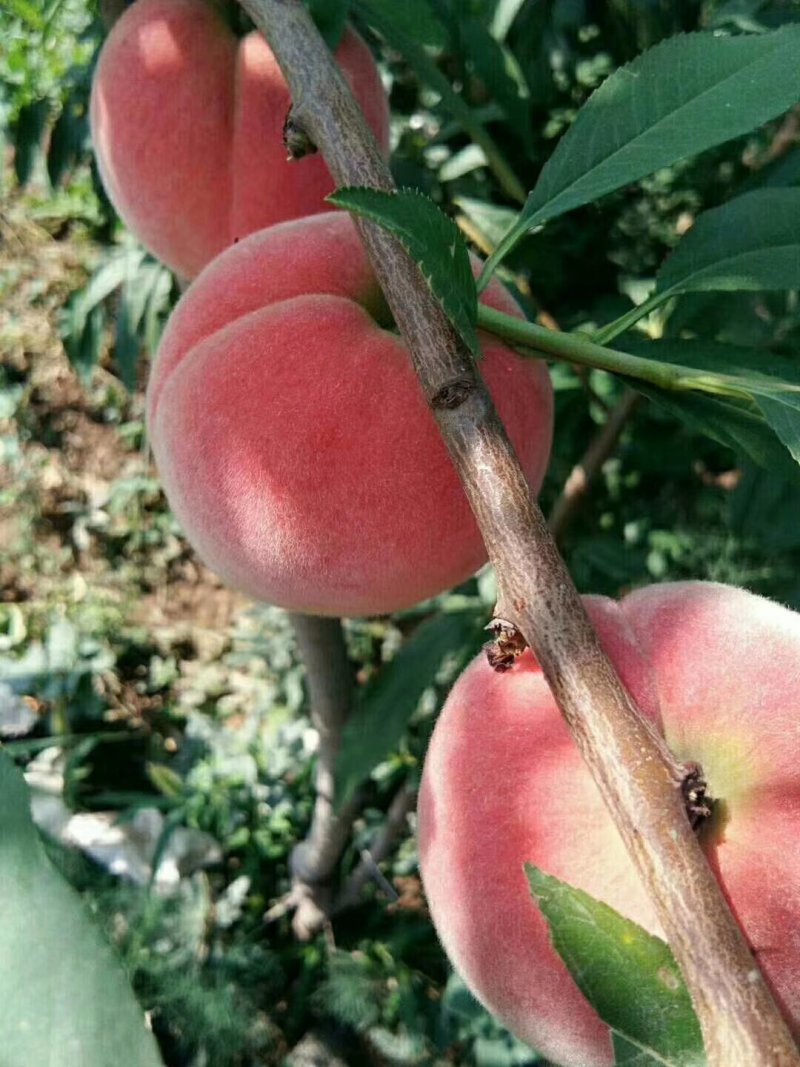 陕西渭南大荔毛桃郑三突围620水蜜桃个大红脆甜好吃耐运