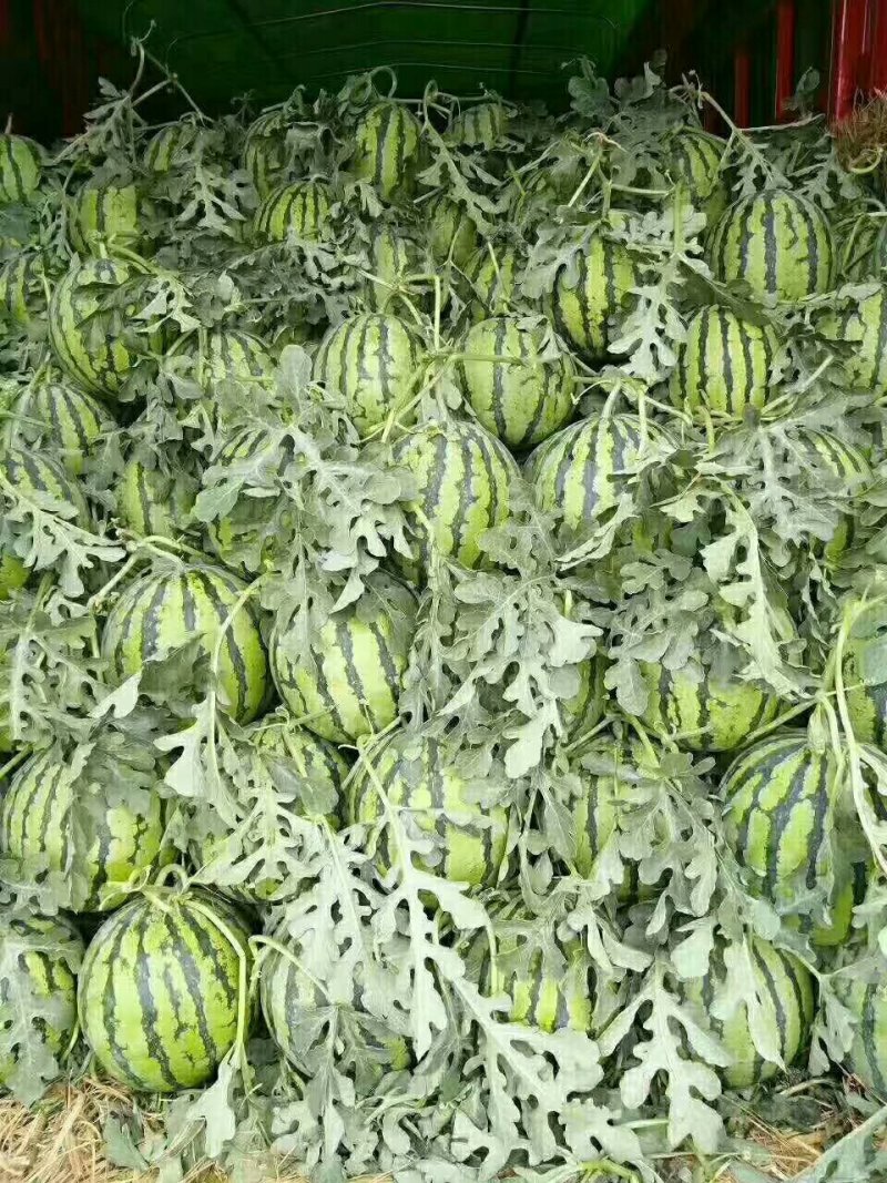 山东临沂美都西瓜，8424西瓜产地批发，薄皮肉甜果型标准