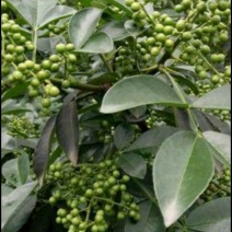 正宗重庆江津九叶青鲜花椒