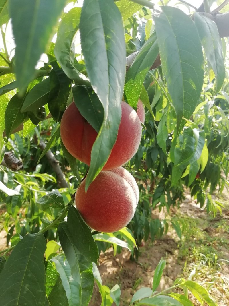 《热卖中》陕西渭南大荔县毛桃620大量上市个大色好甜价美