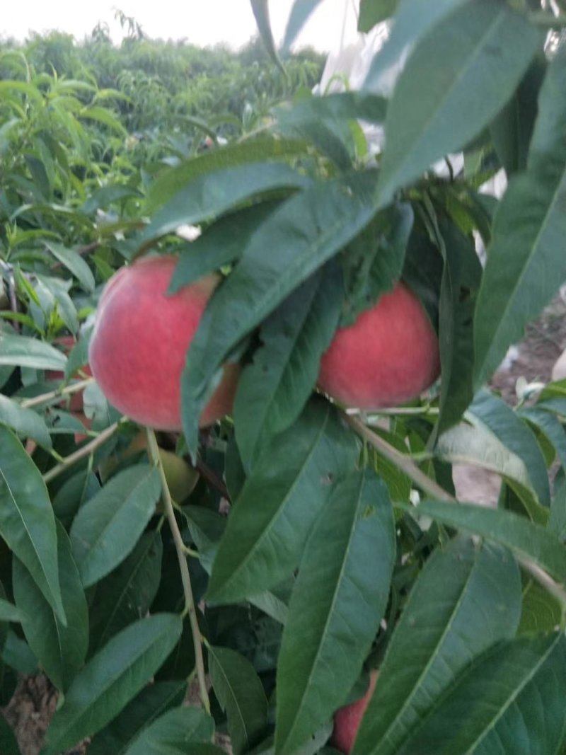 《热卖中》陕西渭南大荔县毛桃620大量上市个大色好甜价美