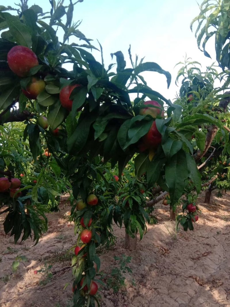 《热卖中》陕西渭南大荔县毛桃620大量上市个大色好甜价美