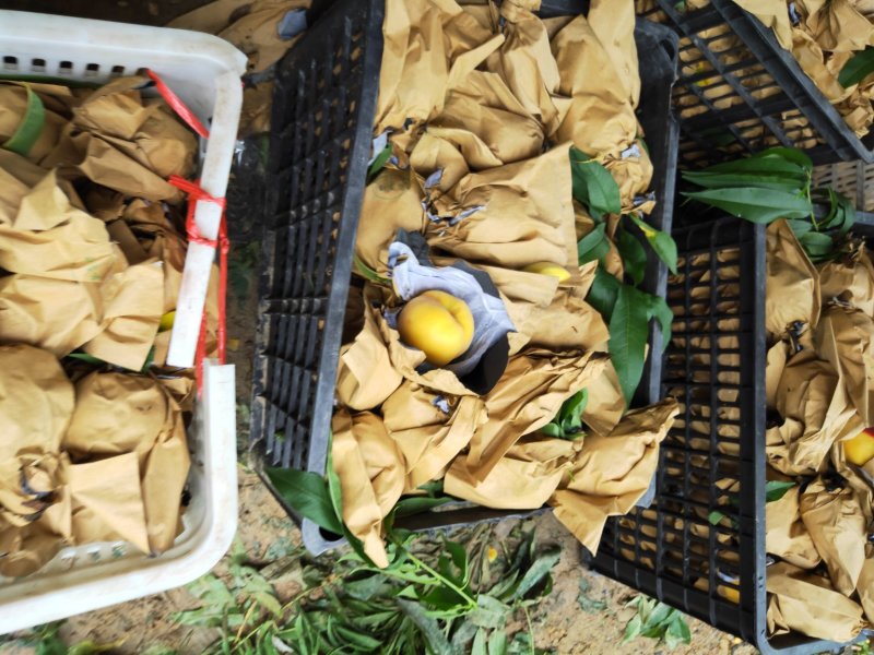 黄桃苗早熟黄桃黄金一号桃苗包品种纯度可签订合同包技术指导