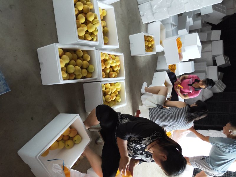 黄桃苗早熟黄桃黄金一号桃苗包品种纯度可签订合同包技术指导