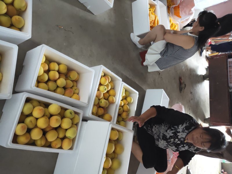 黄桃苗早熟黄桃黄金一号桃苗包品种纯度可签订合同包技术指导