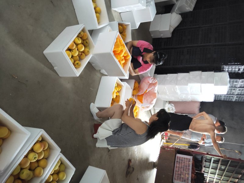 黄桃苗早熟黄桃黄金一号桃苗包品种纯度可签订合同包技术指导