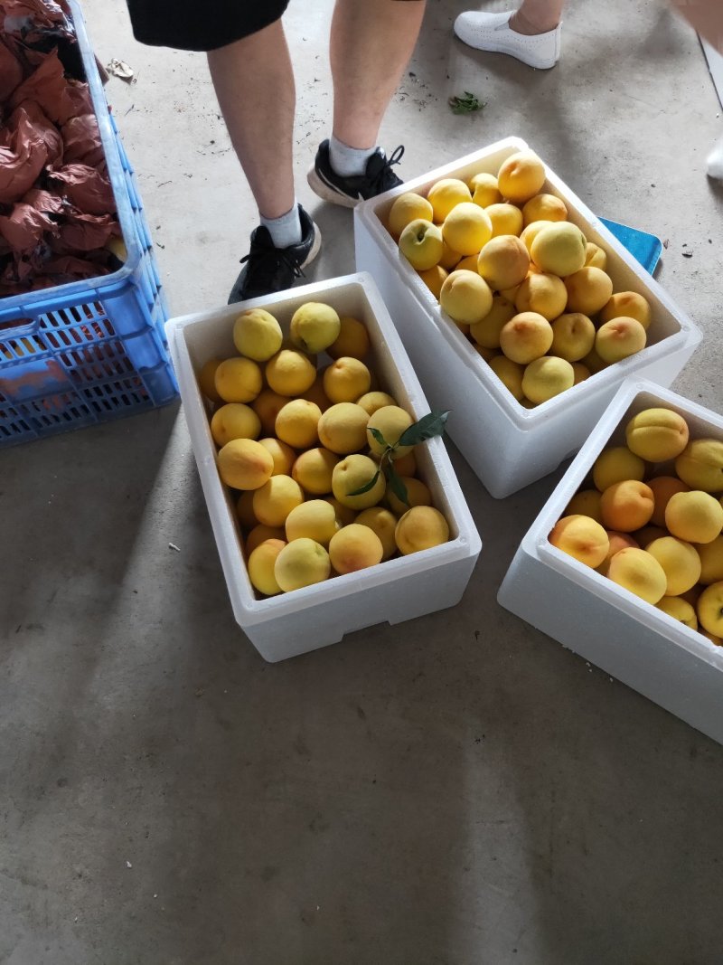 黄桃苗早熟黄桃黄金一号桃苗包品种纯度可签订合同包技术指导