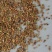 草木犀多年生牧草种子南北方营养高猪牛羊鸡鸭