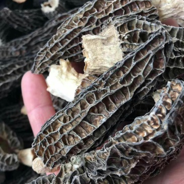 羊肚菌干精品保质保量